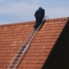 Trade Alloy Roof Ladders